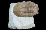 Asaphus Plautini Trilobite With Exposed Hypostome - Russia #125696-2